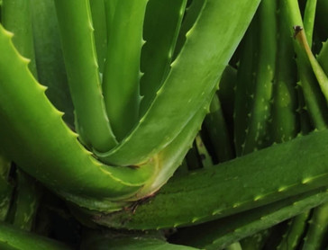 aloe vera plant