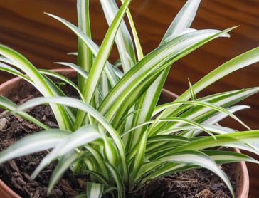 spider plant